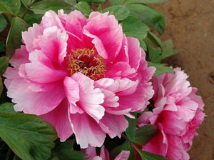 牡丹 花中之王，國色天香