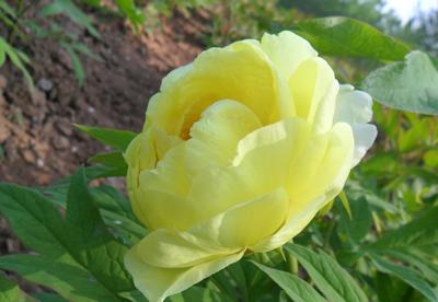 大王園藝 一株百年牡丹王，訴說國(guó)色天香的時(shí)代風(fēng)華