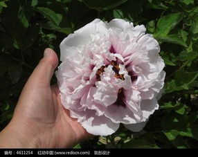 河州牡丹苗木價(jià)格解析與特產(chǎn)網(wǎng)選購(gòu)指南