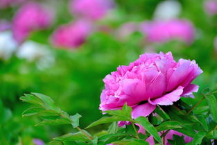 國(guó)色天香話牡丹